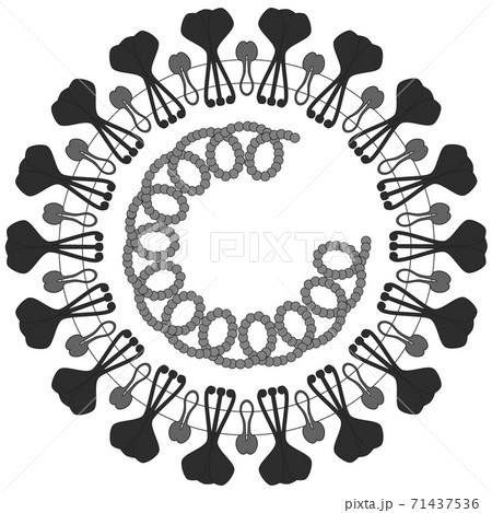 新型コロナウイルスの構造: COVID-19 71437536