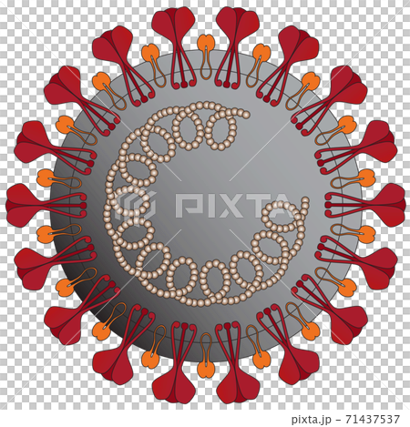 Structure of the new coronavirus: COVID-19 Structure of the new coronavirus: COVID-19 71437537
