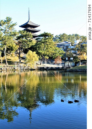 猿沢池から望む興福寺五重塔 71437694