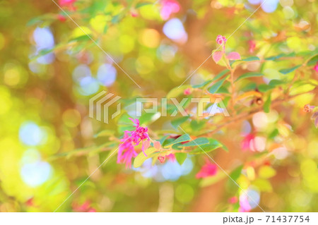 アカバナトキワマンサクの花 71437754