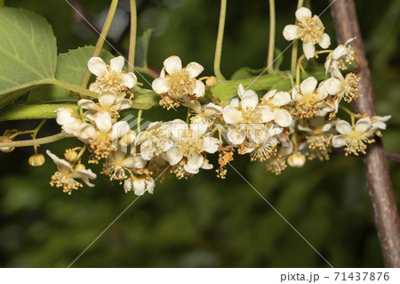 シマサルナシ 花 71437876