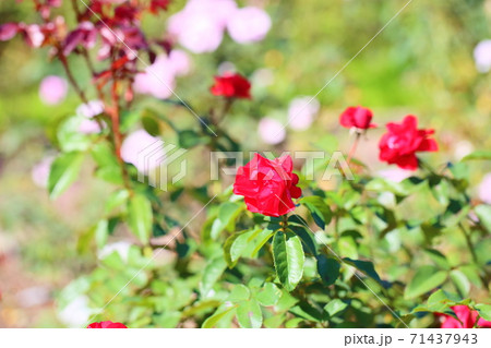 バラの花　ポンデローザ 71437943