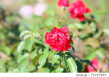 バラの花　ポンデローザ 71437944