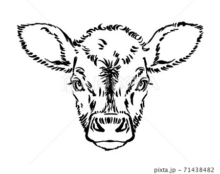 黒毛牛の仔牛の顔　筆描き・線画 71438482