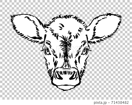 黒毛牛の仔牛の顔　筆描き・線画 71438482