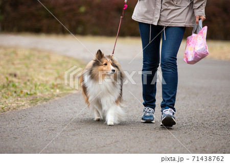 飼い主と公園を散歩する犬 飼い主と公園を散歩する犬 71438762