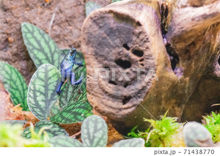 獲物を狙うヤドクガエル 71438770