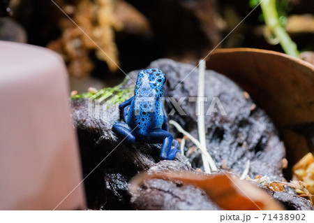 獲物を探すヤドクガエル 獲物を探すヤドクガエル 71438902