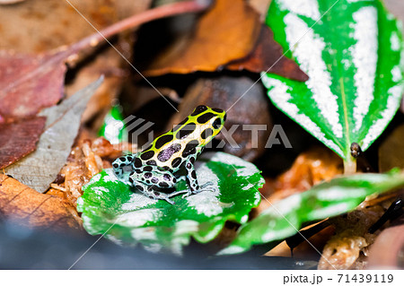 葉っぱの上で休んでいるヤドクガエル 71439119