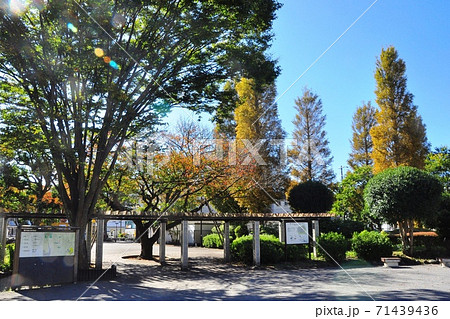 神奈川県藤沢市　善行団地の広場とメタセコイア並木 71439436