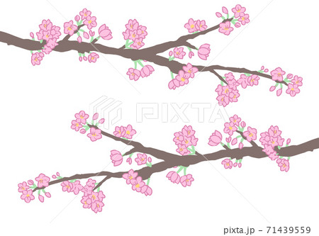 桜の枝(線無し) 桜の枝(線無し) 71439559
