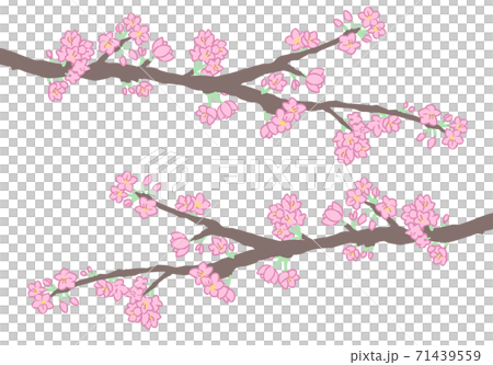 桜の枝(線無し) 桜の枝(線無し) 71439559