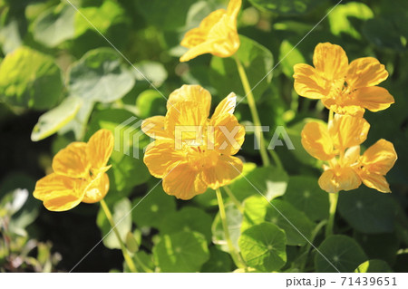 黄色いナスタチューム 金蓮花 の花の写真素材