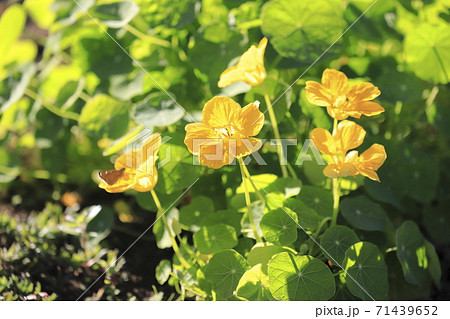黄色いナスタチューム 金蓮花 の花の写真素材
