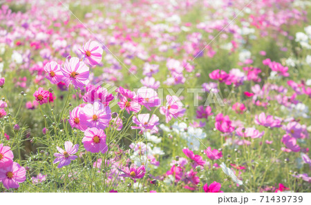 秋の花 コスモスのピンク色の花畑 の写真素材