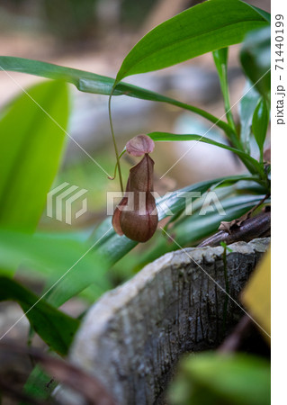 スリランカのシンハラジャ森林保護区で見つけたウツボカズラ 71440199