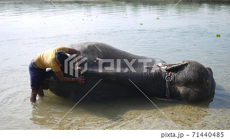 mahout washes his elephant in Chitwan 71440485