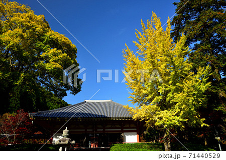 池田市　久安寺　銀杏の木の黄葉と本堂 71440529
