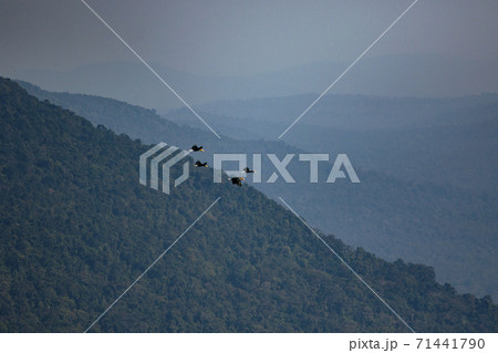flock of Wreathed Hornbill flying against mountain range in khao yai national park thailand 71441790