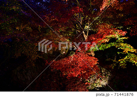 亀岡市　神蔵寺　もみじのライトアップ 71441876