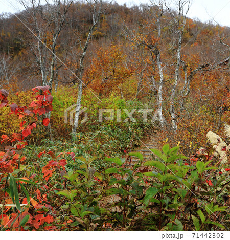 八海山　ロープウエイ　紅葉 71442302