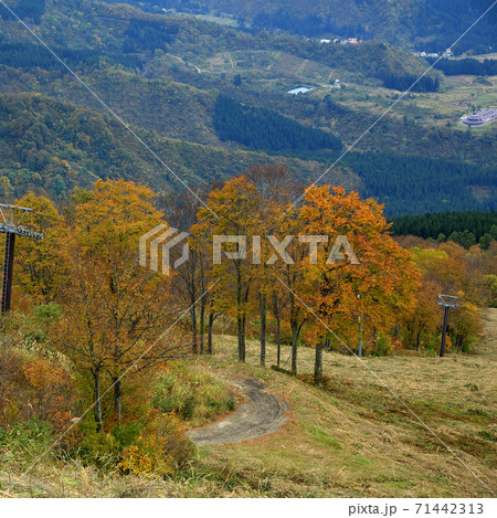 八海山 ロープウエイ 紅葉 八海山 ロープウエイ 紅葉 71442313