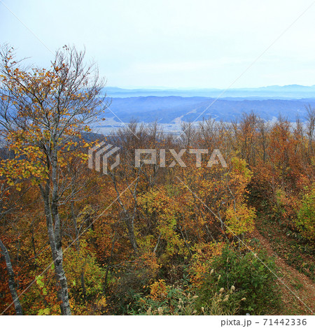 八海山　ロープウエイ　紅葉 71442336