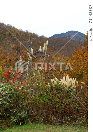 八海山　ロープウエイ　紅葉 71442337