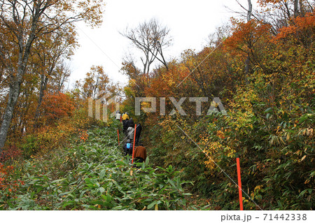 八海山 ロープウエイ 紅葉 八海山 ロープウエイ 紅葉 71442338