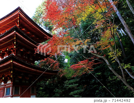 浄瑠璃寺 紅葉 京都府 浄瑠璃寺 紅葉 京都府 71442492