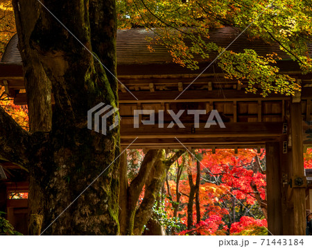 紅葉の有馬温泉 瑞宝寺公園 紅葉の有馬温泉 瑞宝寺公園 71443184