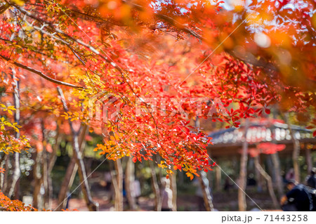 紅葉の有馬温泉 瑞宝寺公園 紅葉の有馬温泉 瑞宝寺公園 71443258