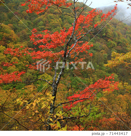 秋山郷　紅葉 71443417