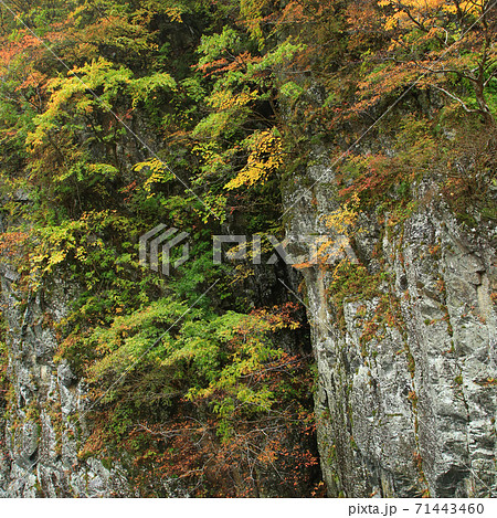 秋山郷 紅葉の写真素材