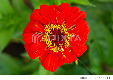 Zinnia red flower close up on soft green background. Selective focus. 71443913