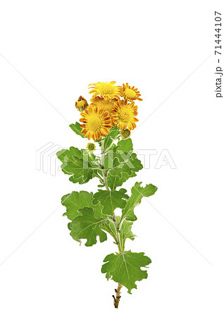 サトイソギク サトイソギク 71444107