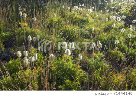 Field of Cotton-grass along the Pacific Crest Trail 71444140