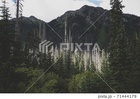 View of remote wilderness from the Pacific Crest Trail 71444179