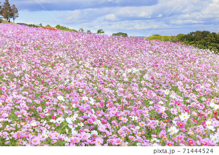 あわじ花さじき　秋の花々 71444524