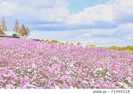 あわじ花さじき 秋の花々 あわじ花さじき 秋の花々 71444528