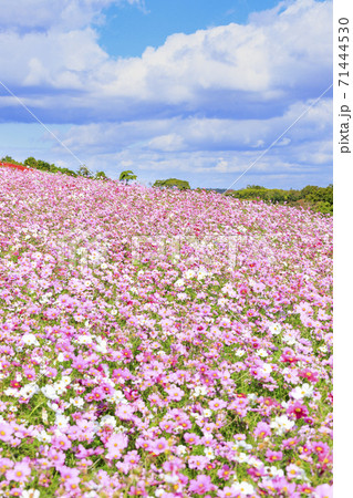 あわじ花さじき 秋の花々 あわじ花さじき 秋の花々 71444530