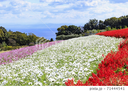 あわじ花さじき 秋の花々 あわじ花さじき 秋の花々 71444541