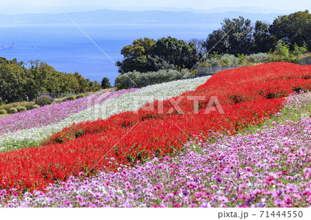 あわじ花さじき　秋の花々 71444550