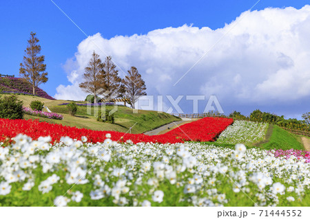 あわじ花さじき 秋の花々 あわじ花さじき 秋の花々 71444552