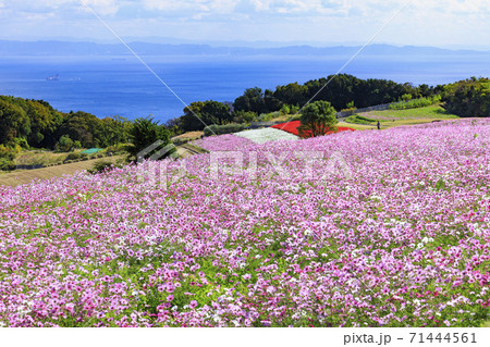 あわじ花さじき　秋の花々 71444561