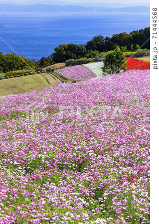 あわじ花さじき　秋の花々 71444568