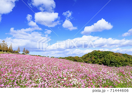 花々