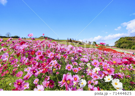 あわじ花さじき　秋の花々 71444625