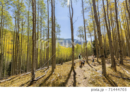 mother and daughter walking their dogs on autumn aspen nature trail 71444703