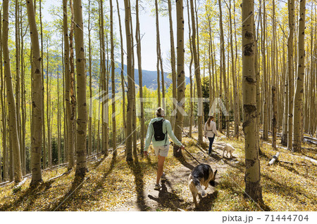 mother and daughter walking their dogs on autumn aspen nature trail 71444704